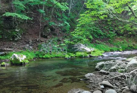 新緑の渓でアマゴと戯れる ～長良川水系～